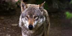 wolf-635063_1920