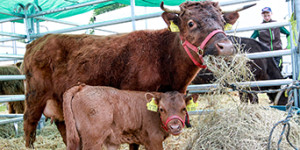 Brandenburgische Landwirtschaftsausstelllung (BraLa)