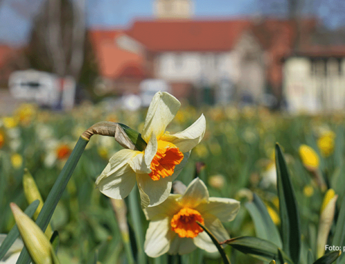 Za dwa dni rozpocznie się Krajowa Wystawa Ogrodnicza w Beelitz