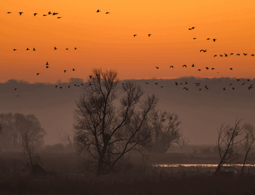 30 lat Parku Narodowego Doliny Dolnej Odry: dziki, transgraniczny i przyszłościowy